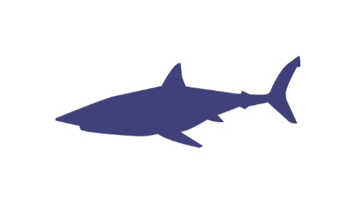 Shortfin Mako Shark