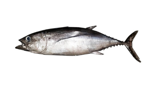 Albacore