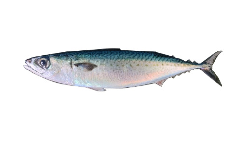 Blue Mackerel