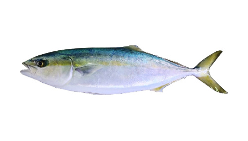 Yellowtail