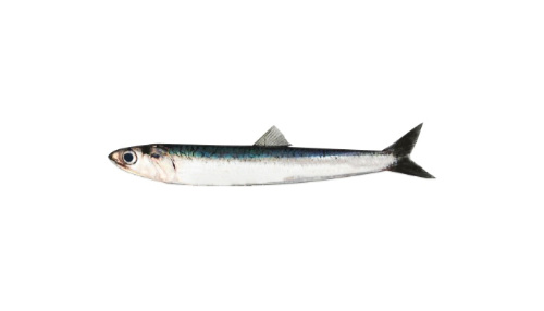 Japanese Anchovy