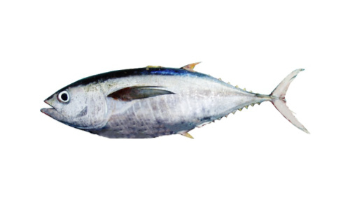 Yellow-Fin Tuna