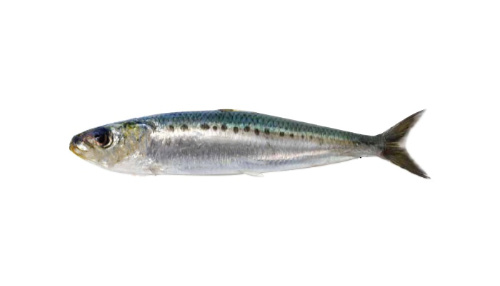 Japanese Sardine