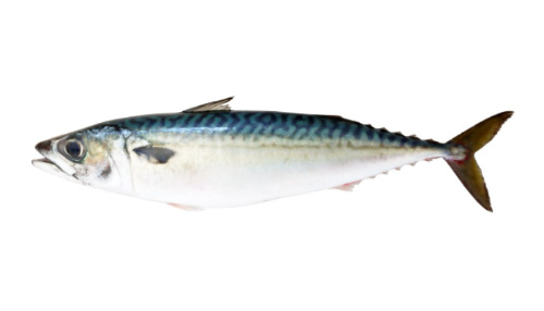 Chub Mackerel