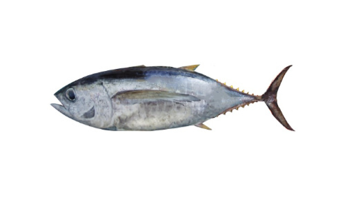 Big-eye Tuna