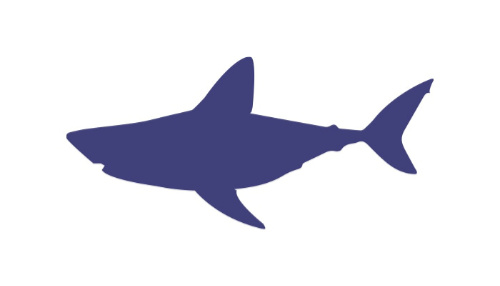 Salmon Shark