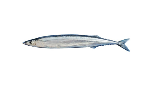 Pacific Saury