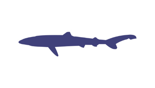 Blue Shark